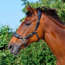 Flower Hackamore Bitless