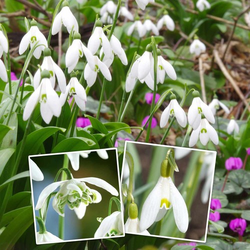 Snowdrop bulbs galanthus - bulbs,