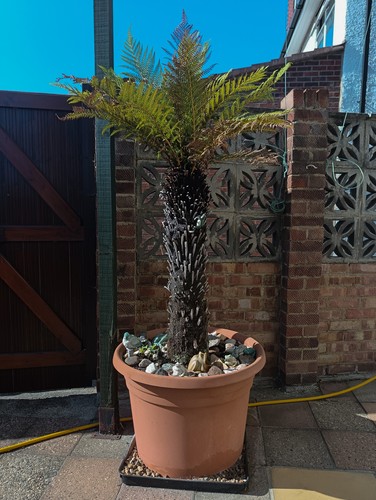 Dicksonia antartica tree fern - tree,