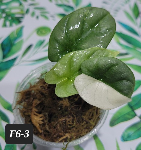 Alocasia silver dragon - silver, albo