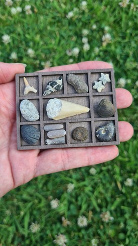 Small fossils displayed a - fossils, in