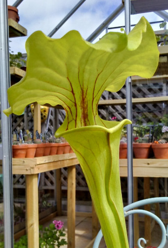 Sarracenia flava v - sarracenia, x