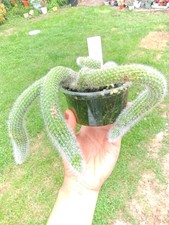 Monkey Tail Cristata Cluster Cactus Hildewinteria Colademoninis Rooted Crested