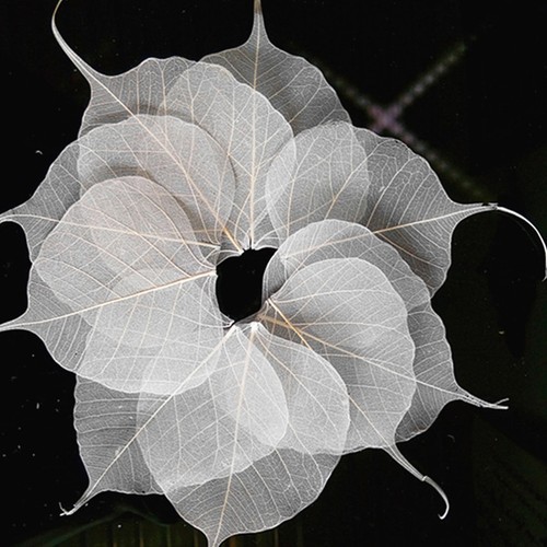 Pcs leaf vein bookmark - pcs,