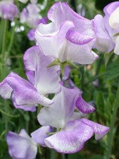 40 seeds Sweet Pea Bicolour