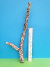 CORK BARK BRANCH 50CM LEOPARD GECKO IGUANA DRAGON LIZARD SPIDER SNAKE VIVARIUM