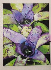 Floral bromeliad plant - floral,