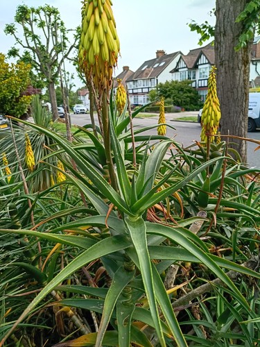 Aloe striatula succulent plant - succulent,