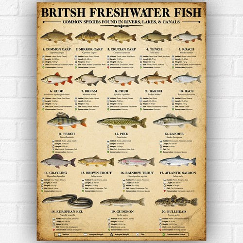 British freshwater fish poster - british,