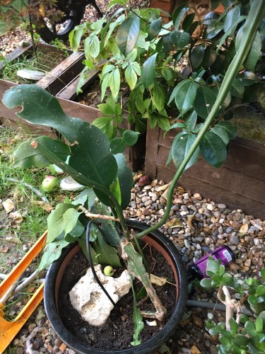 Jade plant - jade, ovata)