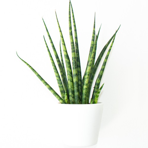 Sansevieria cyclindrica - sansevieria,