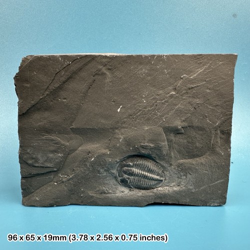 Elrathia kingi trilobite - elrathia,