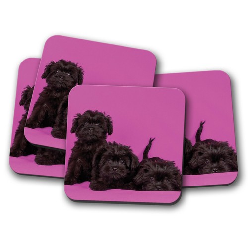 Set affenpinscher puppies - 4,