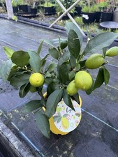 Citrus Lyvia Lakeland Bush-