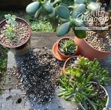 Premium Jade Plant Potting Soil Mix | Money Tree | Crassula 1L 3L 5L 10L 15L 30L