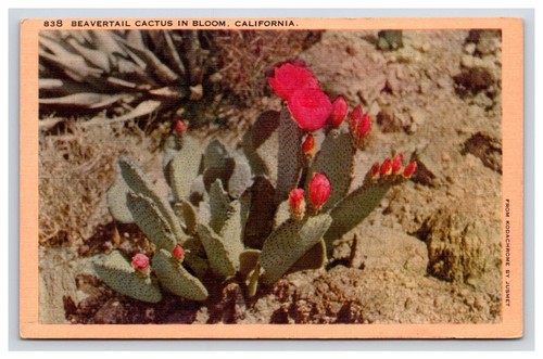 Postcard beavertail cactus - postcard:, ca