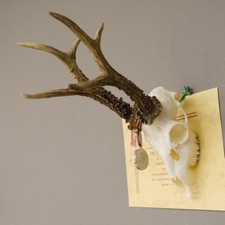 Silver Medal Buck Roe Deer