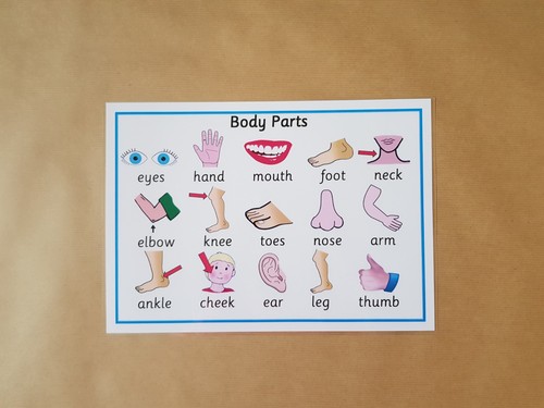 Body parts laminated - body, parts,