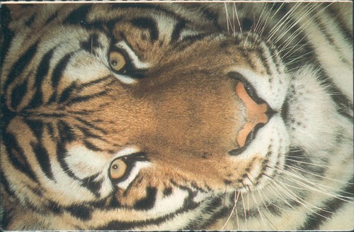 Siberian tiger 1988