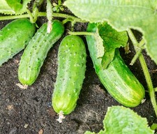 Salad Cucumber Bush - 30x Seeds - Grow In Baskets & Small Spaces - Vegetable