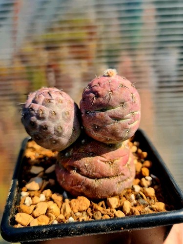 Tephrocactus geometricus - tephrocactus,