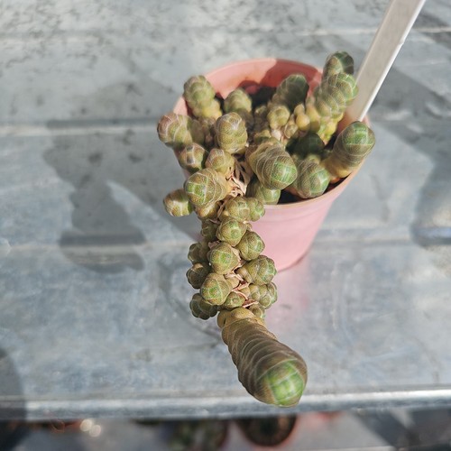 Crassula barklyii succulent - crassula,