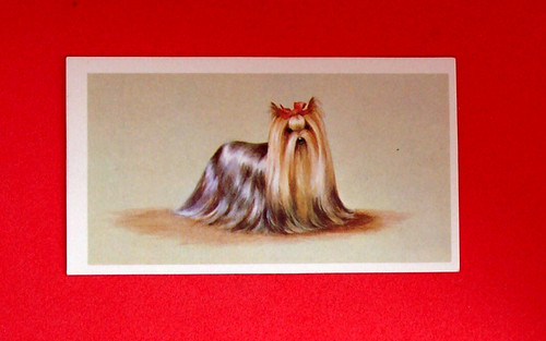 Yorkshire terrier dog portrait - yorkshire,