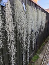 Tillandsia Usneoides ?  Spanish moss Air Plant  ?Size S-M-L- XXL