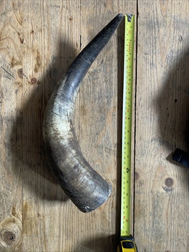 Primitive bull cow horn - primitive,