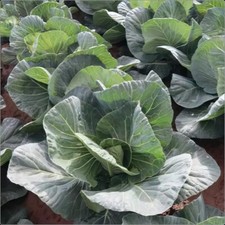 Spring Greens Cabbage Verve F1