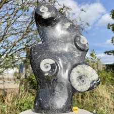 Goniatite orthoceras fossil - goniatite,