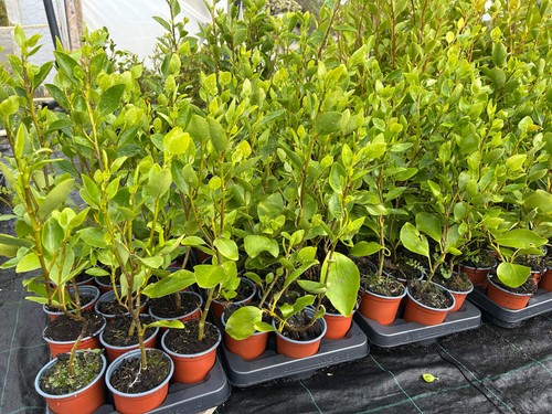 Griselinia hedging plants - griselinia,