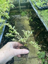 10 x Lonicera nitida Lemon