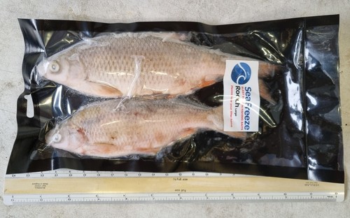 Roach pike fishing - pike,