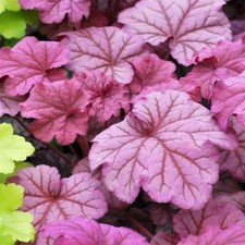 Heuchera ‘Berry Smoothie’