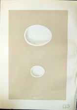 Antique Print Rev. Morris C1875 Natural History British Bird Eggs Eagle Owl