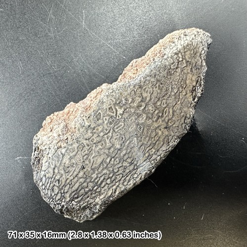 Sauropod polished slice