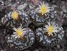 Conophytum obcordellum