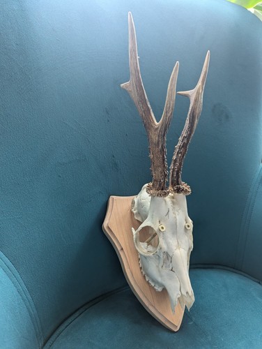 Roe deer skull - , with