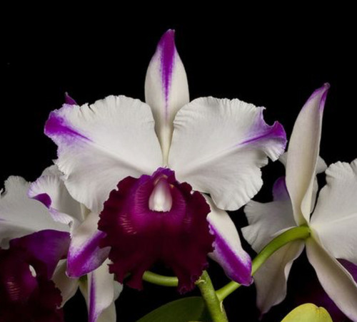 Blc ann cleo laina - 'laina', cattleya