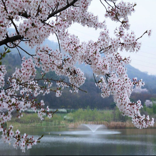 Prunus serrulata japanese - prunus,
