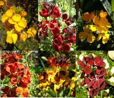 bare root wall flowers 