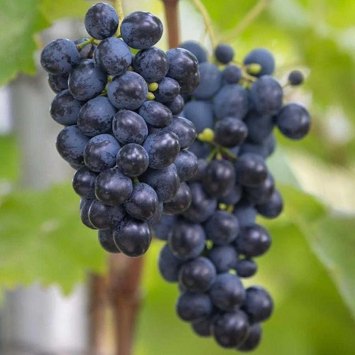 Grape rondo vitis - grape, vinifera