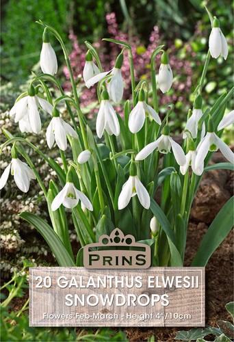 Prins galanthus elwesii - prins,