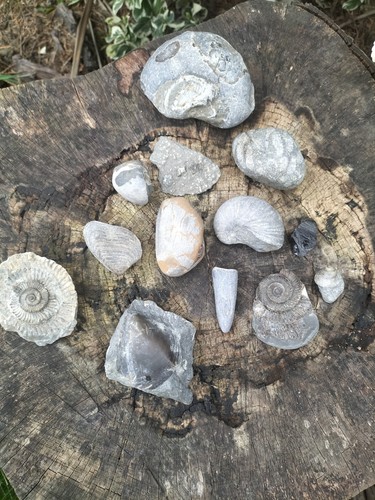 Fossil collection ammonite - collection,