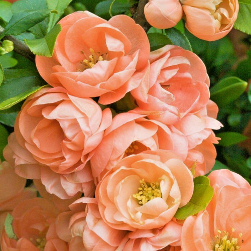Chaenomeles speciosa geisha - chaenomeles,
