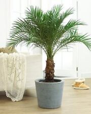 PHOENIX CANARIENSIS CANARY