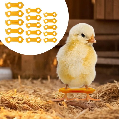 15x baby chick leg - 15x,