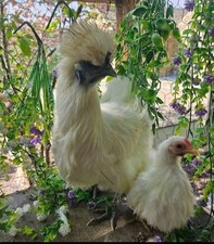 6 Silkied Serama Eggs Tiny Chicken 