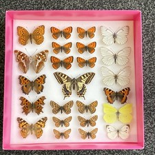A COLLECTION OF 24 BUTTERFLY SPECIMENS TAXIDERMY 